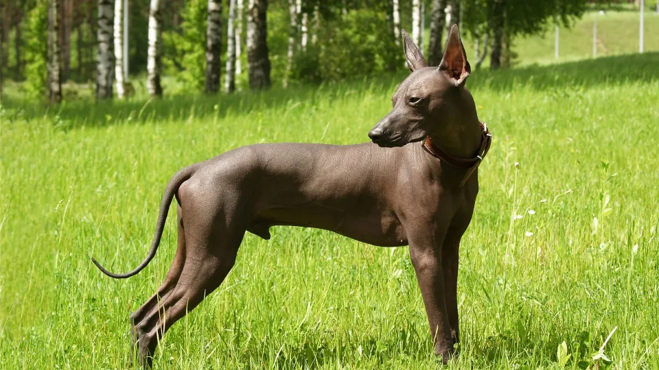 Xoloitzcuintle (Mex Hairless)Std (IMP)